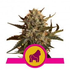 Mother Gorilla (formerly Royal Madre) Feminised Seeds Mother Gorilla (formerly Royal Madre) Feminised Seeds