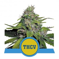 Royal THCV Feminised Seeds Royal THCV Feminised Seeds