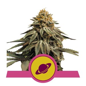 Royal Skywalker Feminised Seeds Royal Skywalker Feminised Seeds
