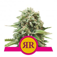 Royal Runtz Feminised Seeds Royal Runtz Feminised Seeds