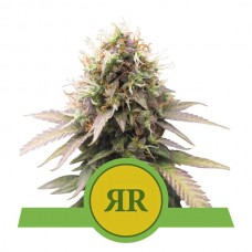 Royal Runtz Auto Feminised Seeds Royal Runtz Auto Feminised Seeds