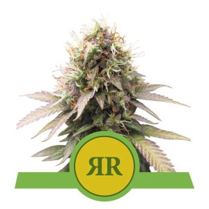Royal Runtz Auto Feminised Seeds Royal Runtz Auto Feminised Seeds