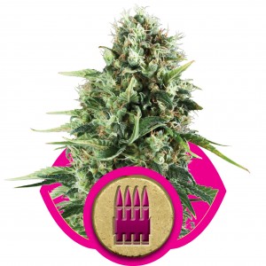 Royal AK Feminised Seeds Royal AK Feminised Seeds