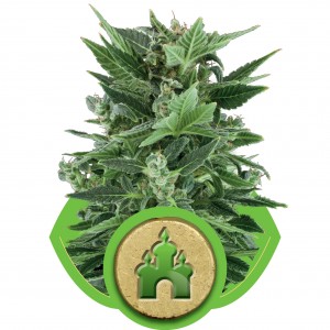 Royal Kush Auto Feminised Seeds Royal Kush Auto Feminised Seeds