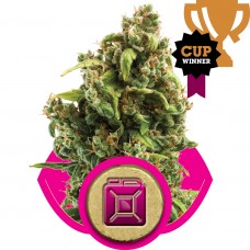 Sour Diesel Feminised Seeds Sour Diesel Feminised Seeds
