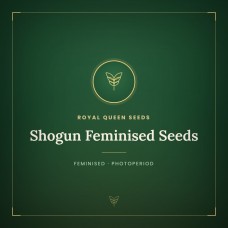 Shogun Feminised Seeds Shogun Feminised Seeds