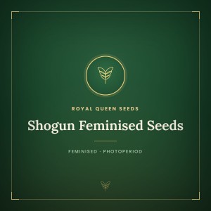 Shogun Feminised Seeds Shogun Feminised Seeds