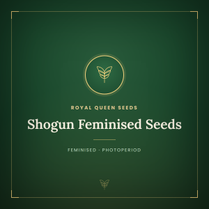 Shogun Feminised Seeds Shogun Feminised Seeds