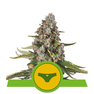 Sherbet Queen Auto Feminised Seeds Sherbet Queen Auto Feminised Seeds