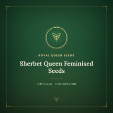Sherbet Queen Feminised Seeds
