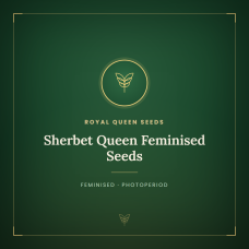Sherbet Queen Feminised Seeds Sherbet Queen Feminised Seeds
