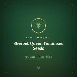 Sherbet Queen Feminised Seeds Sherbet Queen Feminised Seeds