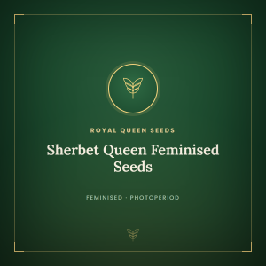Sherbet Queen Feminised Seeds Sherbet Queen Feminised Seeds