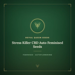 Stress Killer CBD Auto Feminised Seeds Stress Killer CBD Auto Feminised Seeds
