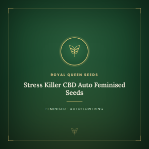 Stress Killer CBD Auto Feminised Seeds Stress Killer CBD Auto Feminised Seeds