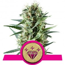 Special Kush #1 Feminised Seeds Special Kush #1 Feminised Seeds
