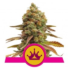 Skunk XL Feminised Seeds Skunk XL Feminised Seeds