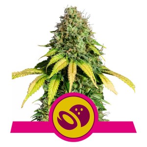 Somango XL Feminised Seeds Somango XL Feminised Seeds