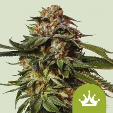 Special Queen 1 Auto Feminised Seeds Special Queen 1 Auto Feminised Seeds