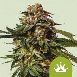 Special Queen 1 Auto Feminised Seeds Special Queen 1 Auto Feminised Seeds