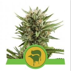 Sweet Skunk Auto Feminised Seeds Sweet Skunk Auto Feminised Seeds