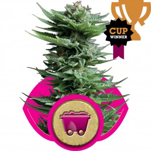 Shining Silver Haze Feminised Seeds Shining Silver Haze Feminised Seeds