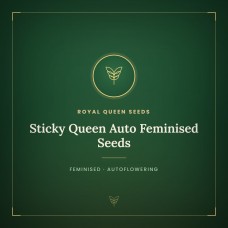 Sticky Queen Auto Feminised Seeds Sticky Queen Auto Feminised Seeds
