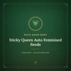 Sticky Queen Auto Feminised Seeds Sticky Queen Auto Feminised Seeds