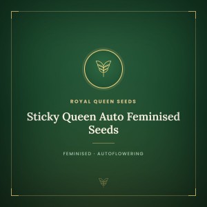 Sticky Queen Auto Feminised Seeds