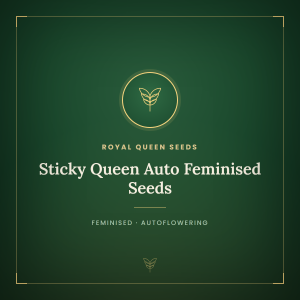 Sticky Queen Auto Feminised Seeds Sticky Queen Auto Feminised Seeds