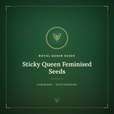 Sticky Queen Feminised Seeds Sticky Queen Feminised Seeds