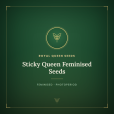Sticky Queen Feminised Seeds Sticky Queen Feminised Seeds