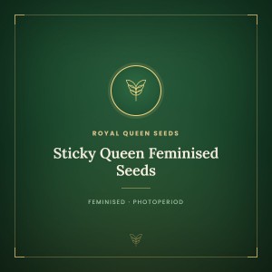 Sticky Queen Feminised Seeds Sticky Queen Feminised Seeds