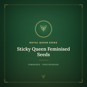 Sticky Queen Feminised Seeds Sticky Queen Feminised Seeds
