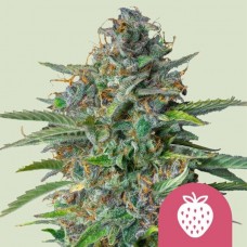 Strawberry Cough Feminised Seeds Strawberry Cough Feminised Seeds