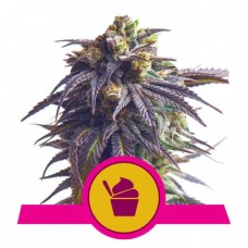 Sundae Driver Feminised Seeds Sundae Driver Feminised Seeds