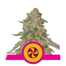 Sweet ZZ (formerly Sweet Zkittlez) Feminised Seeds Sweet ZZ (formerly Sweet Zkittlez) Feminised Seeds