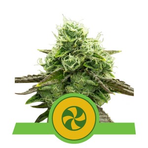 Sweet ZZ Auto Feminised Seeds Sweet ZZ Auto Feminised Seeds