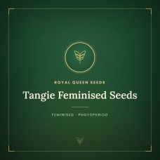 Tangie Feminised Seeds