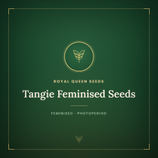 Tangie Feminised Seeds Tangie Feminised Seeds
