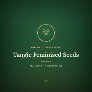 Tangie Feminised Seeds