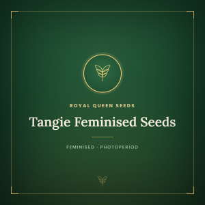 Tangie Feminised Seeds Tangie Feminised Seeds