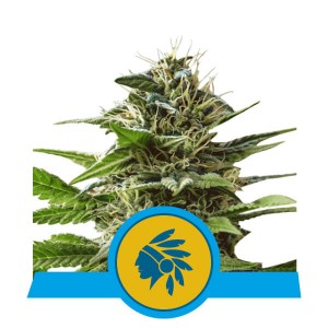 Tatanka Pure CBD Feminised Seeds Tatanka Pure CBD Feminised Seeds