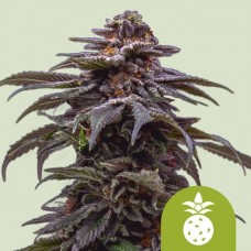 Tropicana Cookies Purple Auto Feminised Seeds Tropicana Cookies Purple Auto Feminised Seeds