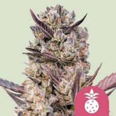 Tropicana Cookies Purple Feminised Seeds Tropicana Cookies Purple Feminised Seeds