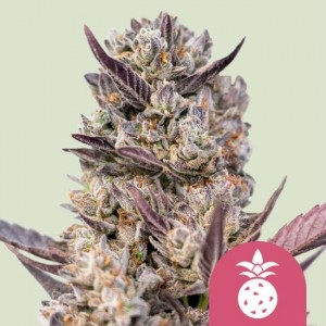 Tropicana Cookies Purple Feminised Seeds Tropicana Cookies Purple Feminised Seeds