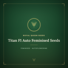 Titan F1 Auto Feminised Seeds Titan F1 Auto Feminised Seeds