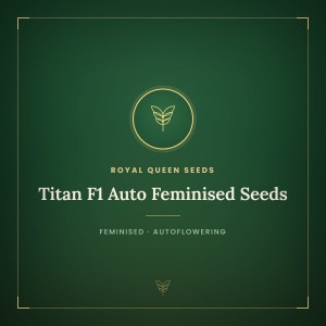 Titan F1 Auto Feminised Seeds