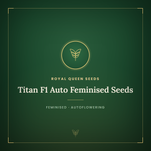 Titan F1 Auto Feminised Seeds Titan F1 Auto Feminised Seeds