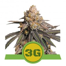 Triple G Auto Feminised Seeds Triple G Auto Feminised Seeds